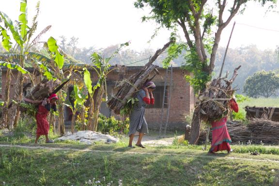 Femmes revenant de la forêt avec du bois au Népal