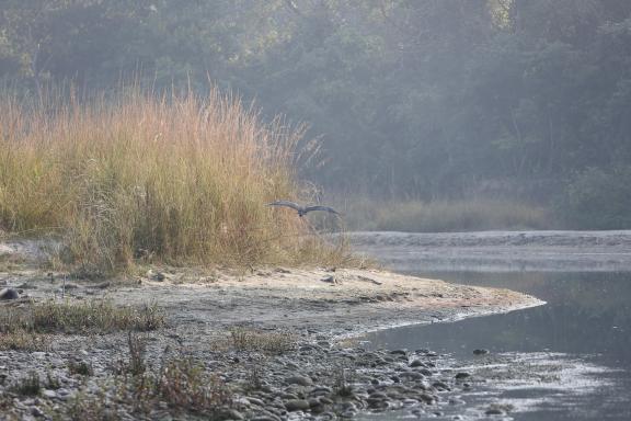 Bagmati river dans la brume dans la parc de Bardia au Népal