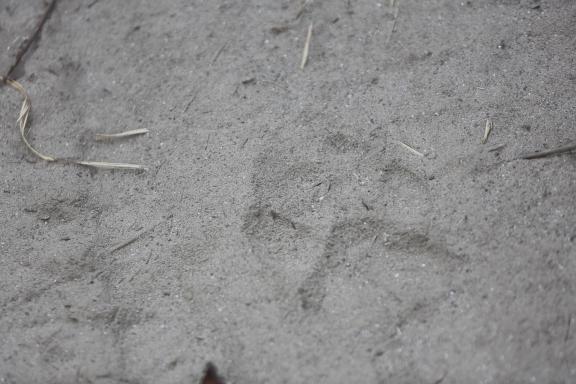 Trace de tigre dans le sable dans le parc de Shukla au Népal