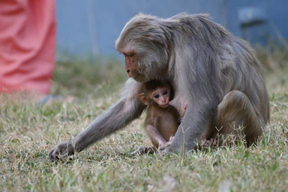 Macaque rhésus et son jeune à Bardia au Népal