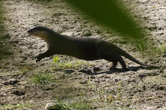 Loutre qui court à Bardia au Népal