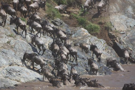 Observation des gnous traversant la rivière Mara