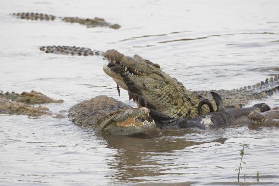 Crcodiles (Crocodylus porosus) mangeant un gnou dans la rivière Mara au Kenya