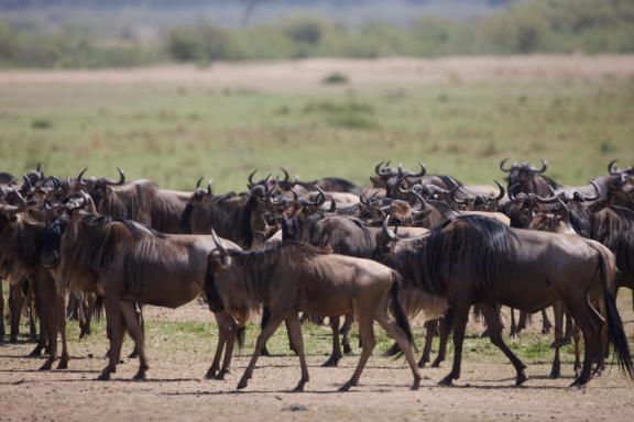 Gnous près de la rivière Mara au Kenya