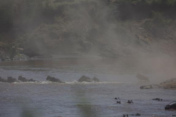 Observation des gnous dans la rivière Mara au Kenya