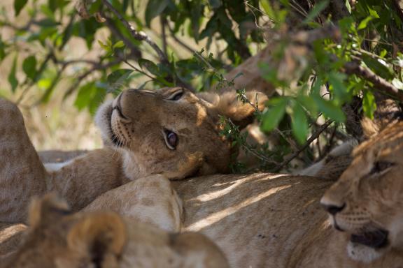 Gros plan de lionnes au Kenya