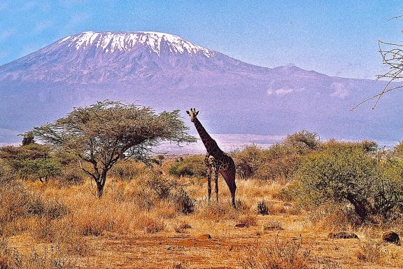 Girafe devant le Kilimandjaro à Amboseli