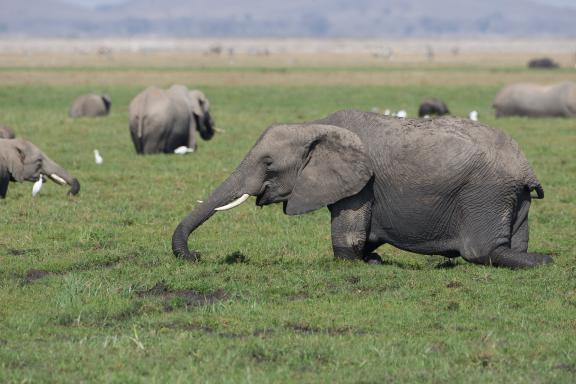 Eléphants dans la boue au Kenya