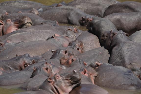 Observation des hipopotames au Kenya