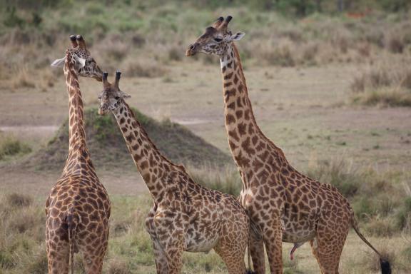 Safari Girafes au Masaï-Mara