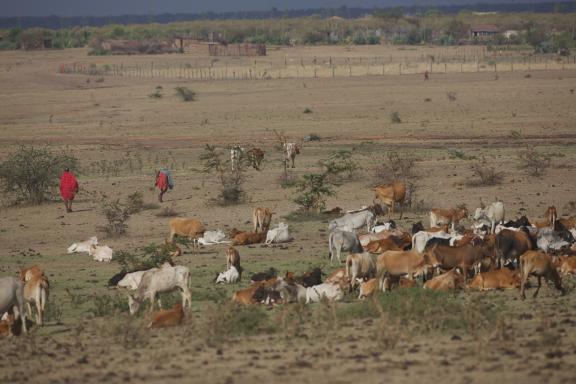 Masaïs avec leur bétail