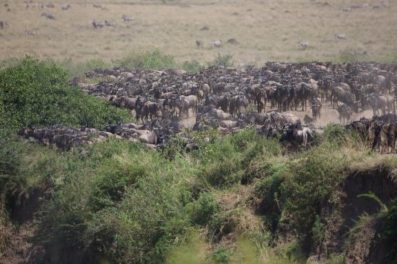 Observation des gnous près de la rivière Mara au Kenya