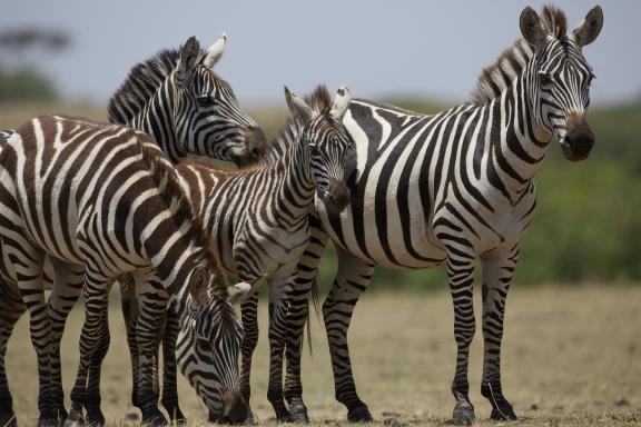 Observation de zèbres au Kenya