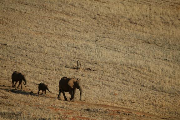 Observation d'éléphants à Tsavo