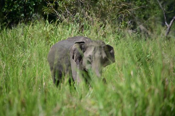 Eléphant pygmée dans les herbes hautes à Bornéo