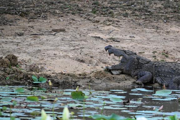Crocodile marin sur la berge à Bornéo