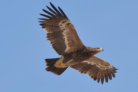 Aigle des steppes en vol à Oman