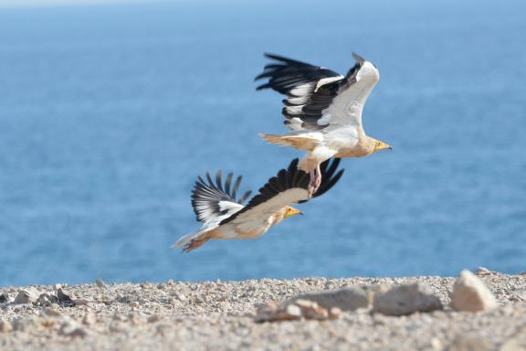 Vol de vautour percnoptère à Oman