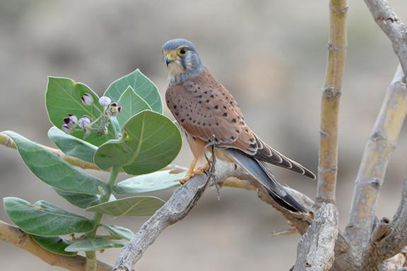 Faucon crécerelle au Sultanat d'Oman