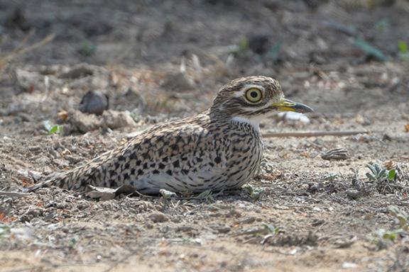 Oedicnème tachard au Sultanat d'Oman