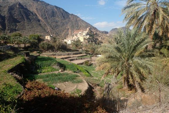 Cultures de Bilat Syad à Oman