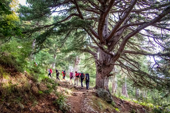 Trekking dans la forêt de Marmano en Corse