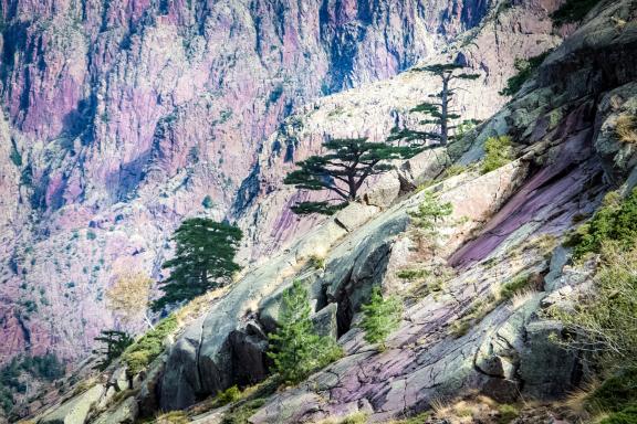 Voyage et végétation sur le GR 20 Nord en Corse