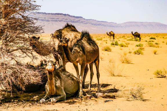 Randonnée avec des chameaux à l'ombre dans la vallée du Drâa