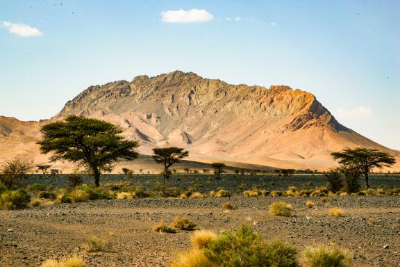 Trek autour d'acacias sur un plateau rocheux dans la vallée du Drâa