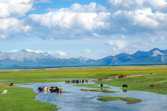 Randonnée et troupeau dans la steppe mongole
