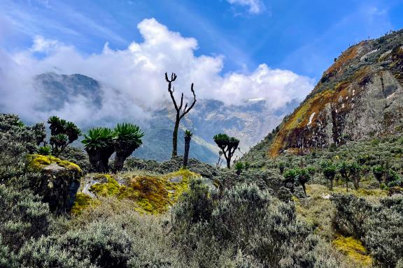 Ascension des Rwenzori et safari en Ouganda