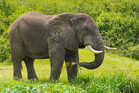 Observation d'un éléphant en Ouganda