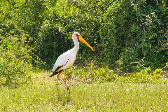 Voyage d'aventure avec un oiseau d'Ouganda