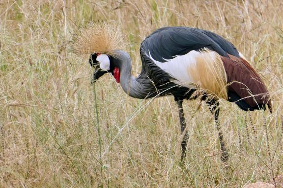 Ascension des Rwenzori et safari en Ouganda
