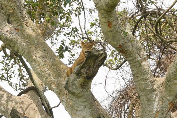 Observation d'un lion dans un arbre en Ouganda