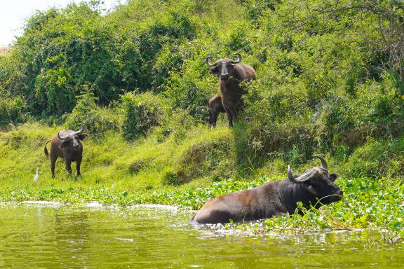 Voyage avec des buffles en Ouganda