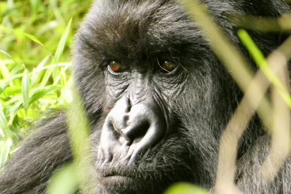 Ascension des Rwenzori et safari en Ouganda