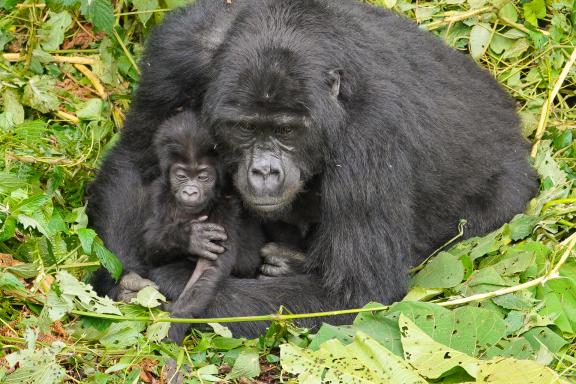 Voyage et gorilles des montagnes en Ouganda