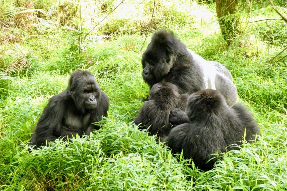 Ascension des Rwenzori et safari en Ouganda