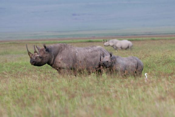 Voyage d'aventure avec des rhinocéros