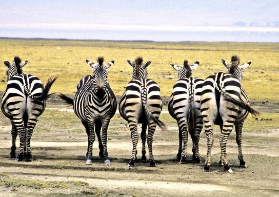 Voyage avec troupeau de zèbres en Tanzanie