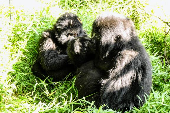 Voyage avec des goriles des montagnes en Ouganda