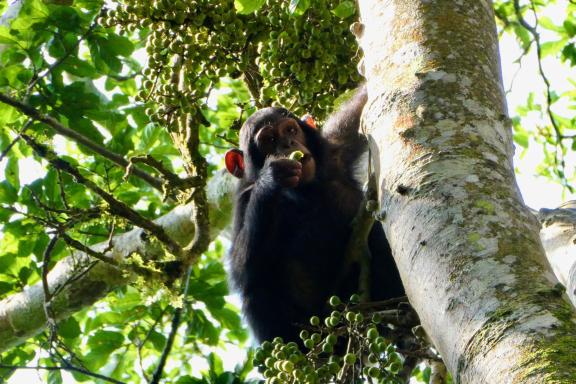 Trek près de Chimpanzé en Ouganda
