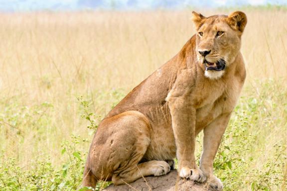 Trekking près d'un lion en Ouganda