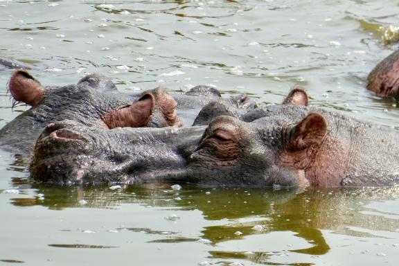 Voyage en Safari en Ouganda
