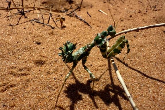 Voyage et insecte dans l'Adrar