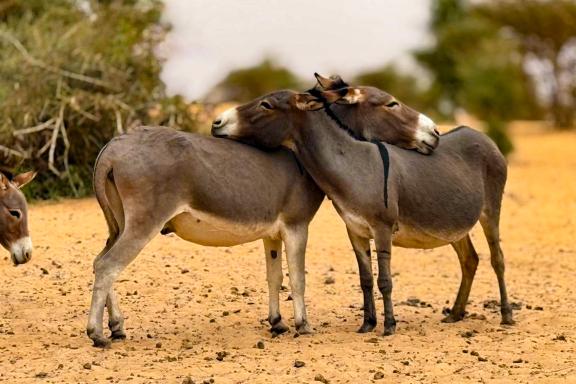 Voyage de traversée de Mauritanie