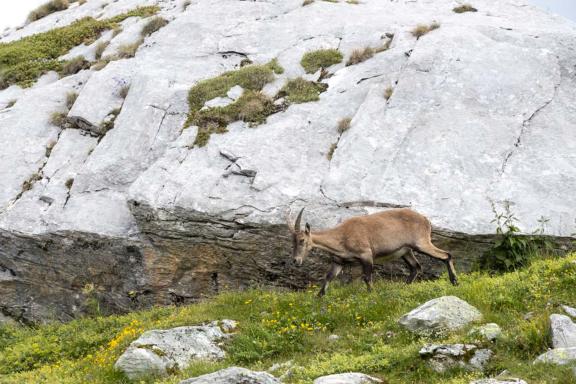 Trek près d'un chamoix dans la Vanoise