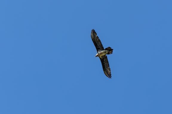 Voyage et rapace en Vanoise