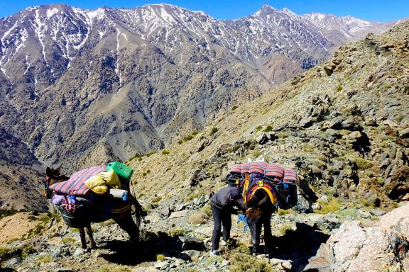 Trek avec des mules dans l'Atlas